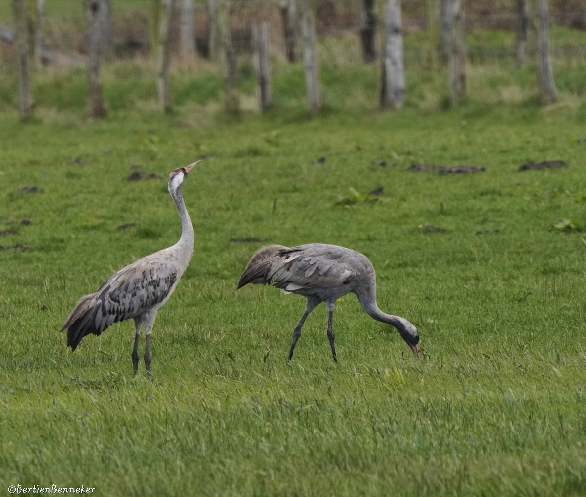 _Bertien_'s tweet photo. Blijft mooi #kraanvogels 🍀 https://t.co/cuvPlqldP1