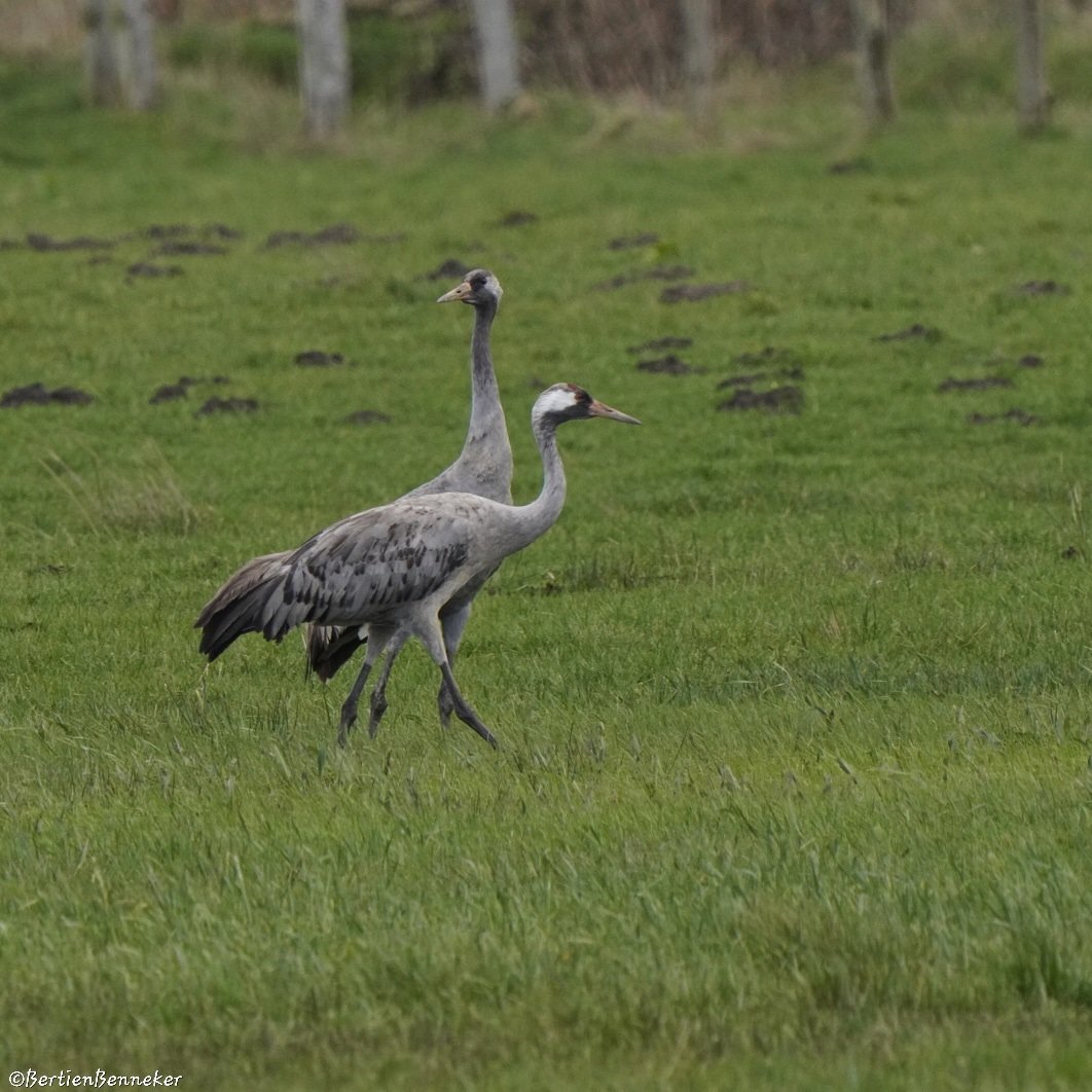 Blijft mooi #kraanvogels 🍀