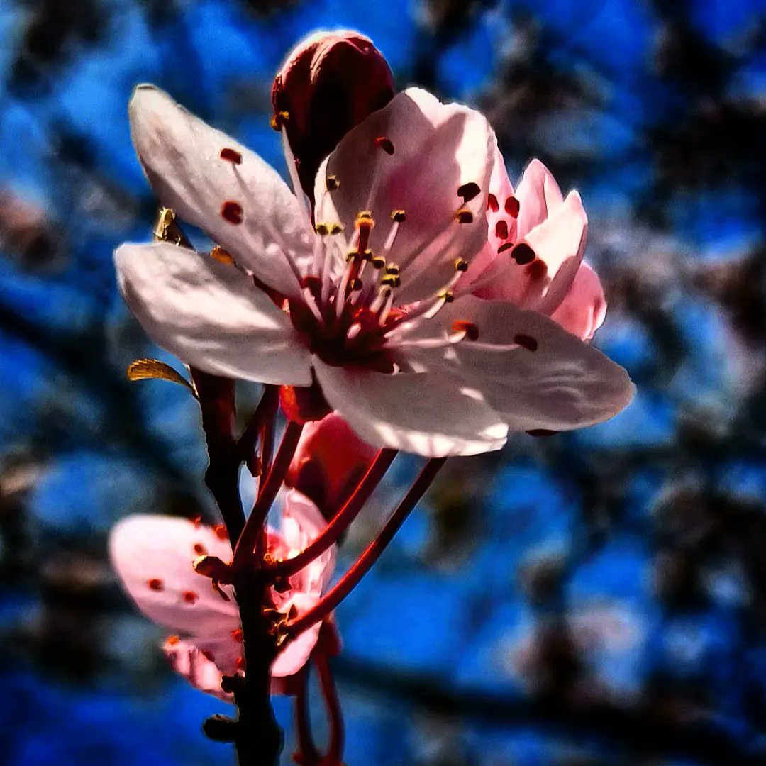 ViktoriaForgo's tweet photo. Naturaleza y nada más / Természet és semmi más
#natureleza #natural #természet #paracaminar #walking #séta #spring #primavera #tavasz #marzo #march #március #planta #növény #plant #flower #virág #planta #paracaminar #walking #séta #park #parque #péntek #friday #viernes https://t.co/6NtB9qUV9g