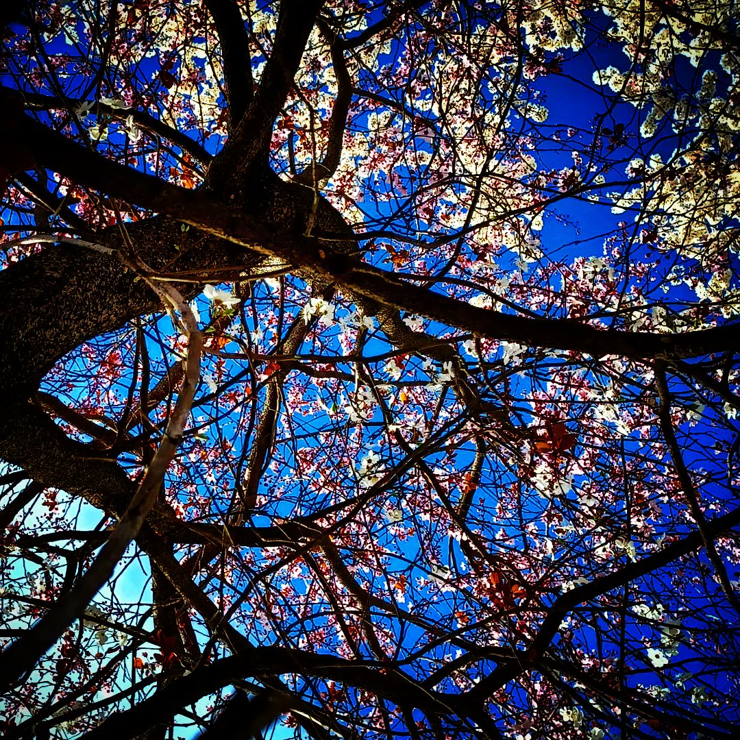 ViktoriaForgo's tweet photo. Naturaleza y nada más / Természet és semmi más
#natureleza #natural #természet #paracaminar #walking #séta #spring #primavera #tavasz #marzo #march #március #planta #növény #plant #flower #virág #planta #paracaminar #walking #séta #park #parque #péntek #friday #viernes https://t.co/6NtB9qUV9g