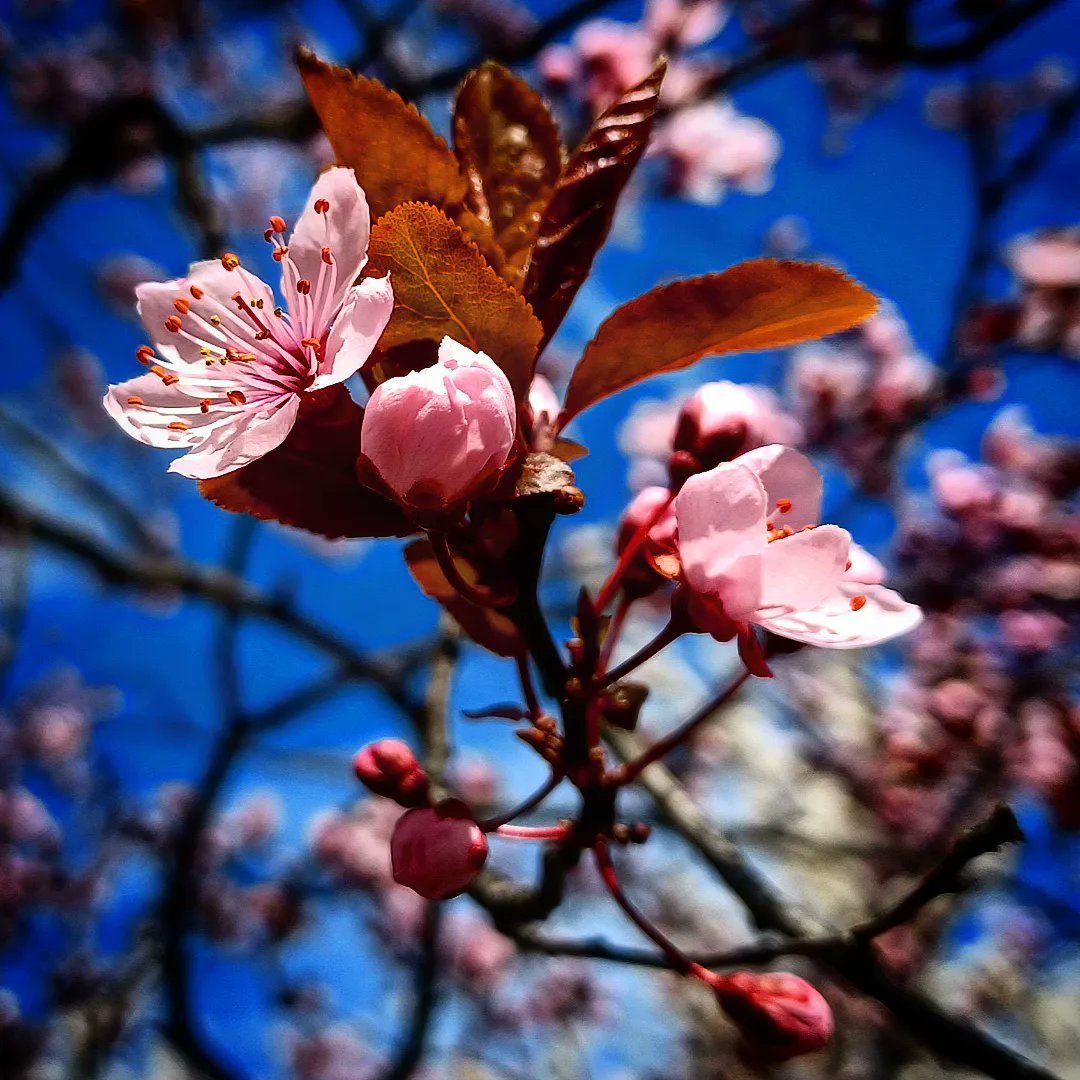 ViktoriaForgo's tweet photo. Naturaleza y nada más / Természet és semmi más
#natureleza #natural #természet #paracaminar #walking #séta #spring #primavera #tavasz #marzo #march #március #planta #növény #plant #flower #virág #planta #paracaminar #walking #séta #park #parque #péntek #friday #viernes https://t.co/6NtB9qUV9g
