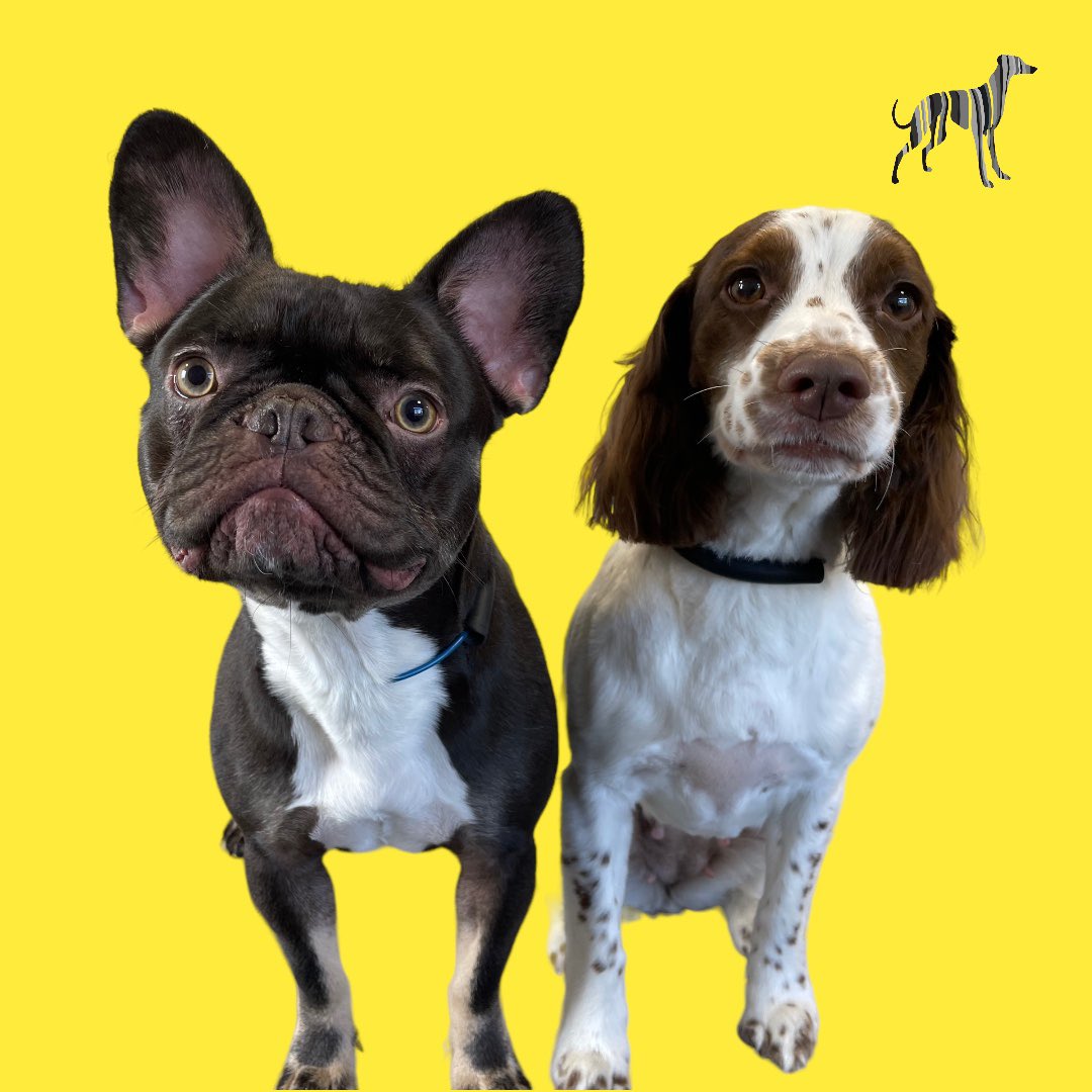 BlenheimandBlue's tweet photo. #blenheimandblue #doggrooming #dogsofinstagram #doggroomer #alfreton #matlock #crich #dog #doglover #doglyness #puppy #puppiesofinstagram #pup https://t.co/6NNqM8289e