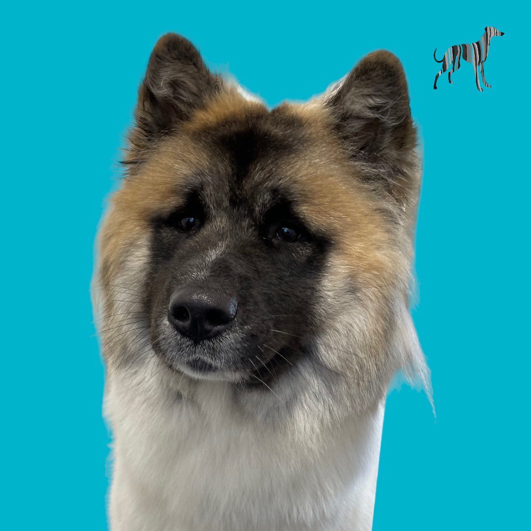 BlenheimandBlue's tweet photo. #blenheimandblue #doggrooming #dogsofinstagram #doggroomer #alfreton #matlock #crich #dog #doglover #doglyness #puppy #puppiesofinstagram #pup https://t.co/6NNqM8289e