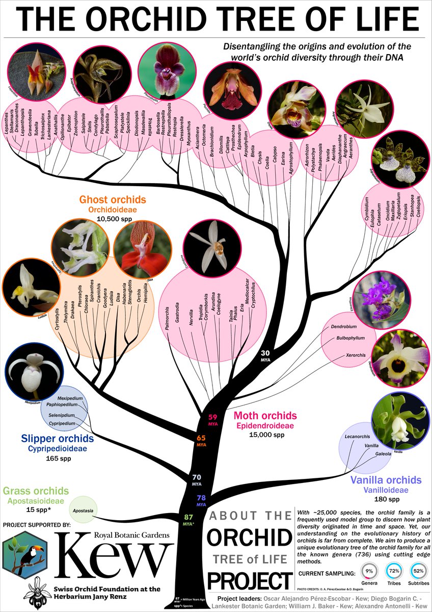 LatinOrchidBot's tweet photo. To celebrate this, I have produced this poster which shows the relationships we obtained in our study - I also added some rough ages of divergence of the main subfamilies (obtained from previous studies!). Please share (any design suggestions are welcome)!! ⏲️🌴🌸🧬 2/3 https://t.co/a4gjSSgqmq