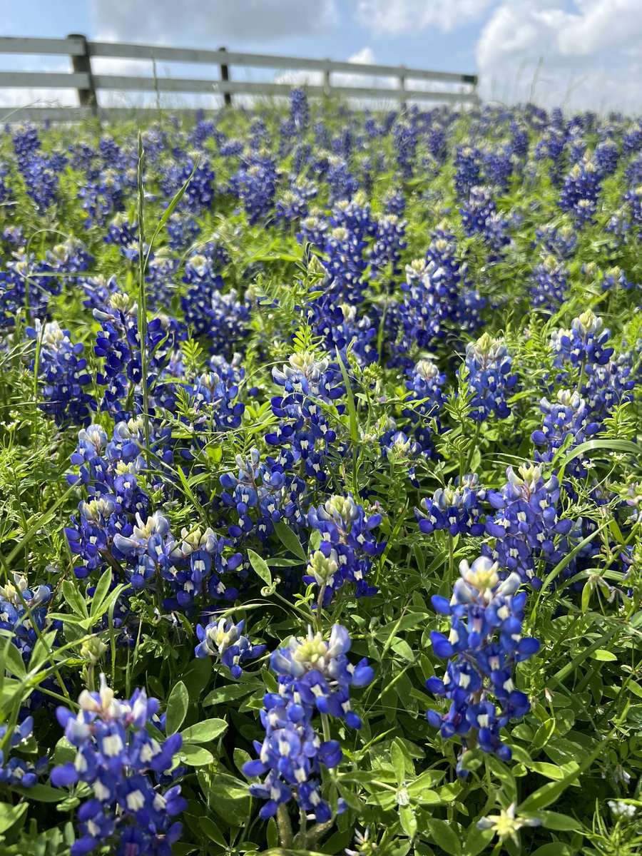 Springtime in Texas ❤️