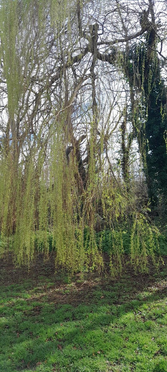 Day 83 of #100daysofwalking spotted this guy hanging around in #StAnnesPark @DCCParksBiodiv