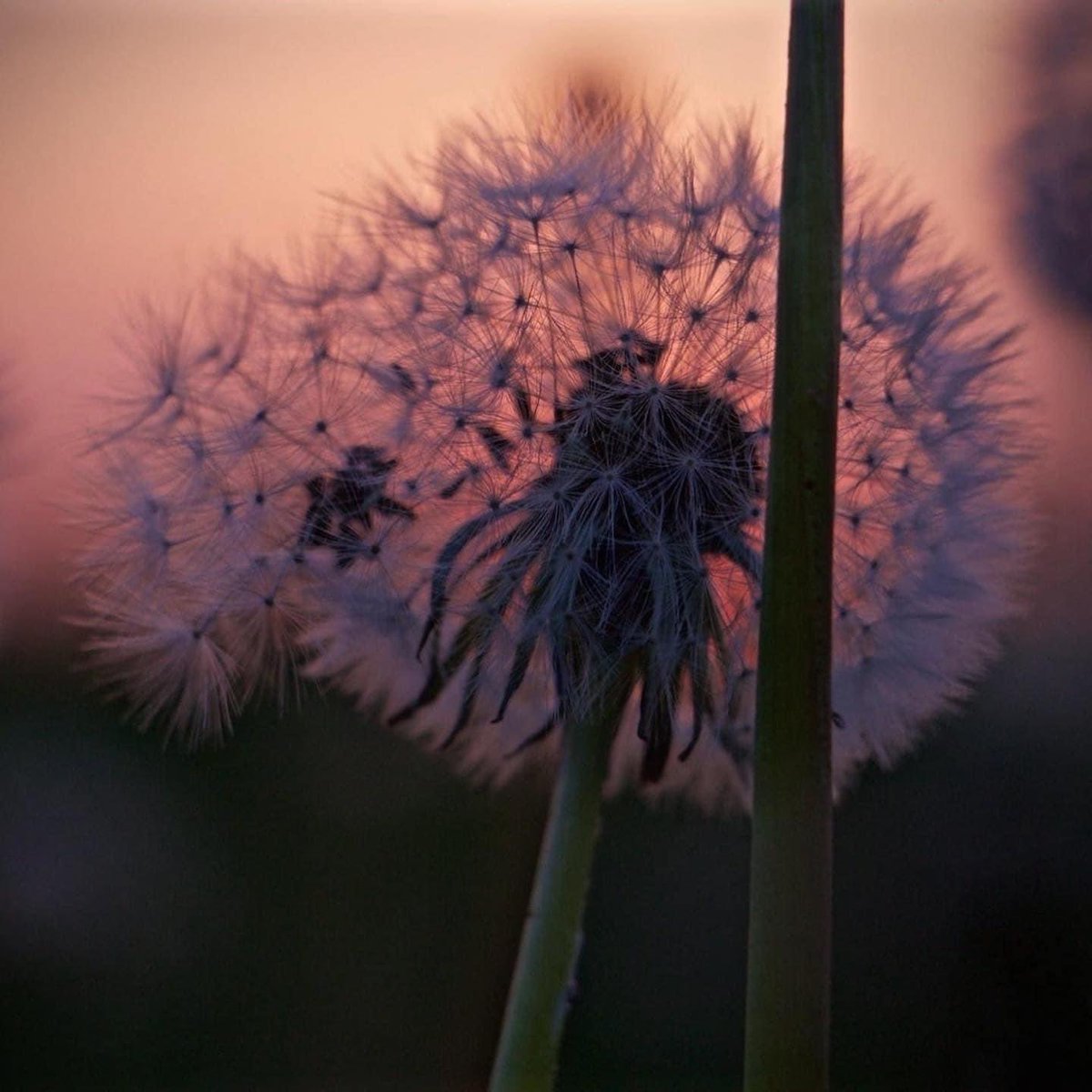 ᴍᴇʀᴏᴀᴋᴇʟs, ᴘᴇʀᴠɪ̀ɴᴢɪᴇ ɢʀᴜɴɴᴇɴ. (ᴋʟɪᴋ ᴍɪᴛ ᴊᴏᴇɴ ᴍᴏᴇs ᴏᴘ ᴛ ᴘʟᴏᴀᴛᴊᴇ ᴅᴀᴛ ᴊᴇ ɢʀᴏᴛᴇʀ ᴢᴀɪɴ ᴡɪʟʟᴇɴ). #ᴍᴏᴏɪɢʀᴜɴɴᴇɴ #mooigrunneninbeeld