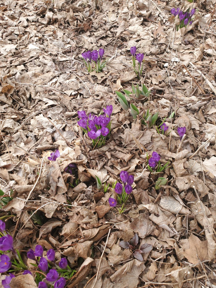Today crocuses and sunshine, tomorrow 7 inches of snow. Gotta love spring in Wisconsin!