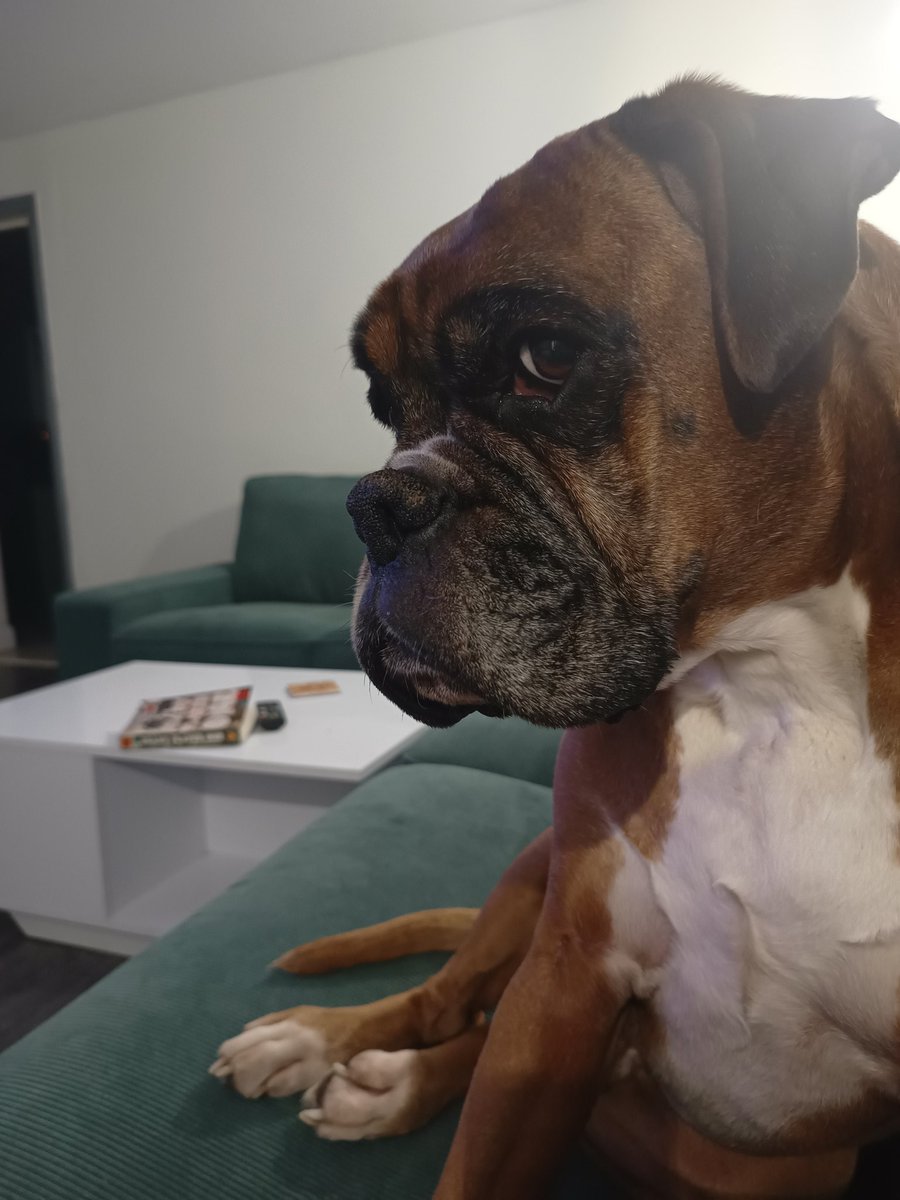 JanetBoxer's tweet image. Friday night side eye #boxer #dogs #boxerdogsuk