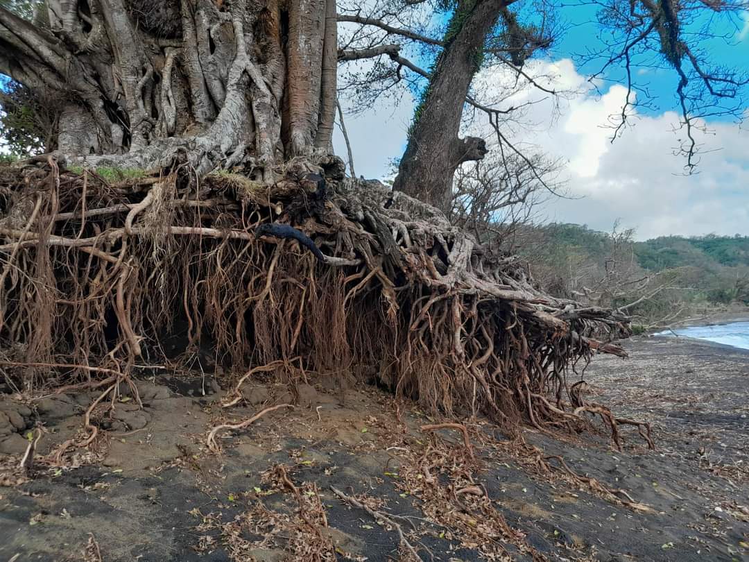 STPCoalitionPac's tweet photo. Our partners like @ActionAid #Vanuatu & the #WomanWetemWeta system demonstrate what the #WMODay theme means in the midst of #MultiHazards incldg #cyclones #volcanoes #earthquakes #tsunamis & #healthcrises:
https://t.co/GxQHTeJ3Rr #POWERsystem @PacWomenLead @dfat @ActionAid_aus https://t.co/84wdNFq0pP