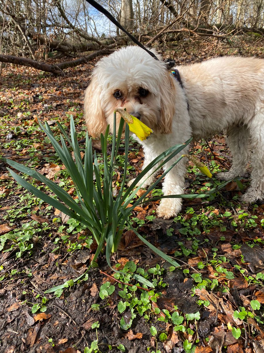 Always make time to stop and smell the flowers 🌼 🐾