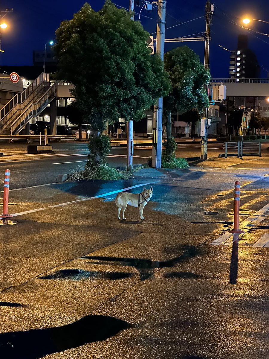 tanuxu's tweet photo. 多分逃げだしたんだろうなって犬。
寄ってこなかった。
#周南市 #迷子犬 https://t.co/YCNAL51kWI