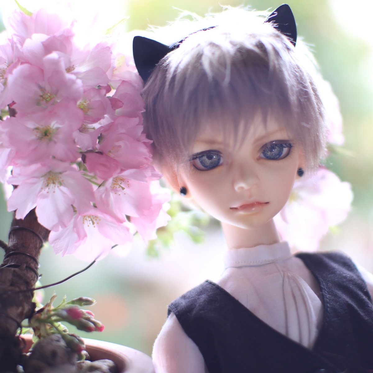ma450000's tweet photo. 🌸今年の桜盆栽🌸と、ACEくん♠
#旭山桜 #dimdoll #dimace #盆栽 https://t.co/jUNBrilEqN