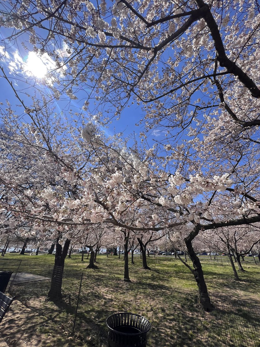 Cherry Blossom fan account 

#WashingtonDC #CherryBlossoms #Travel
