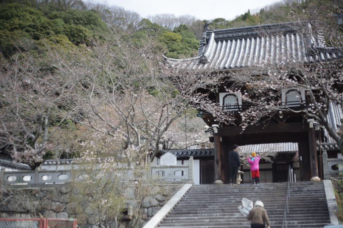 照蓮寺は桜はまだ咲き始めたばかり。見頃はもう少し先になりそうです。#竹原市 #照蓮寺 #桜 #たまゆら 