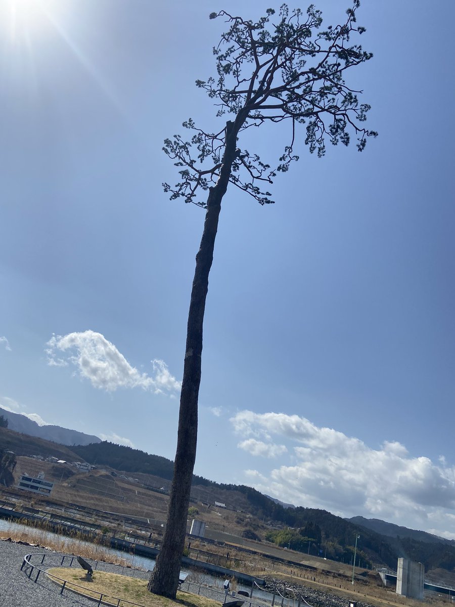 K82800423's tweet photo. 奇跡の一本松

岩手県陸前高田市に行ってきました。 https://t.co/1SZ6OAWVi3