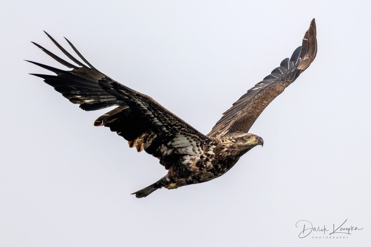 TodaysBaldEagle's tweet photo. (Photo courtesy of Darek Konopka)
#baldeagle #raptors #americasbird https://t.co/yR5L0FOgAc