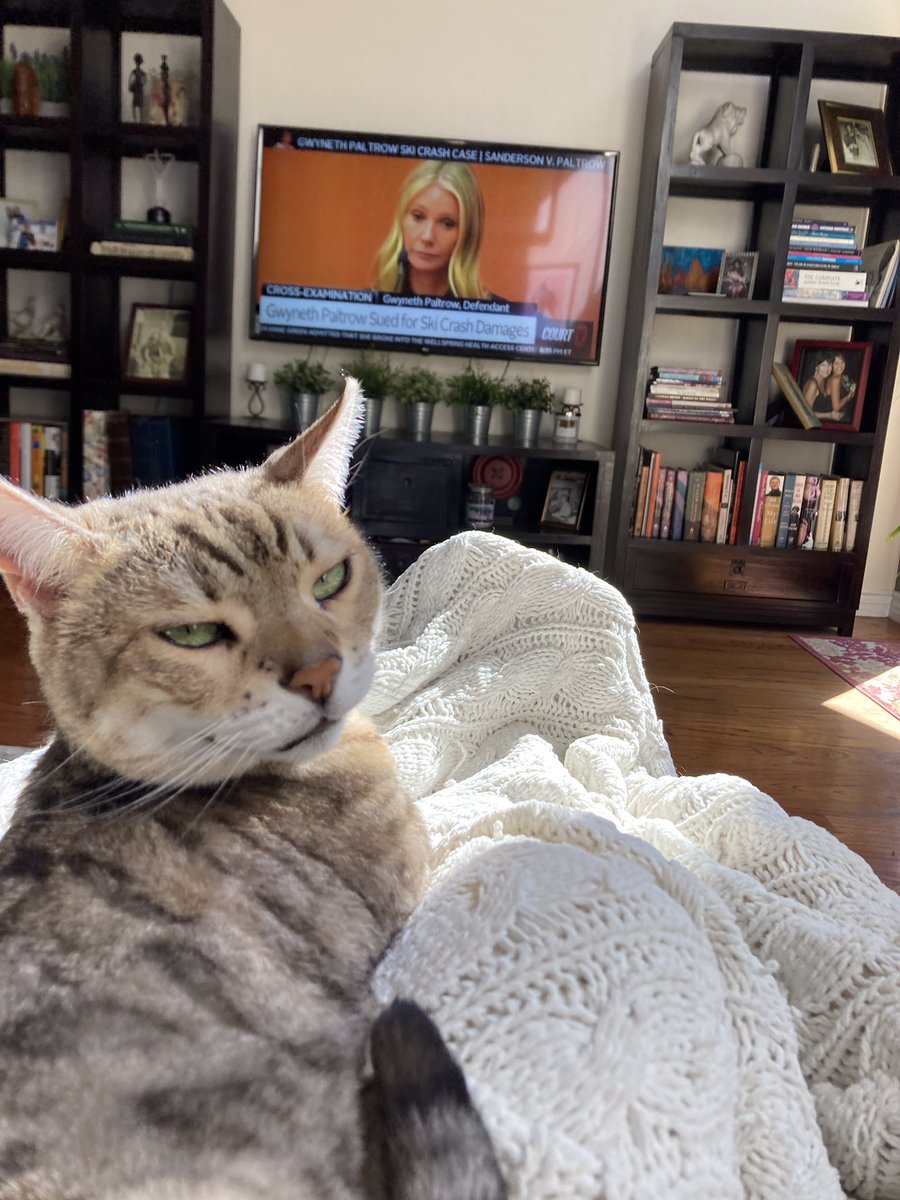 csaillant2's tweet photo. Cat side eye is the best side eye.

 #GwynethPaltrow #GwynethPaltrowtrial https://t.co/bCYEhbzpfs