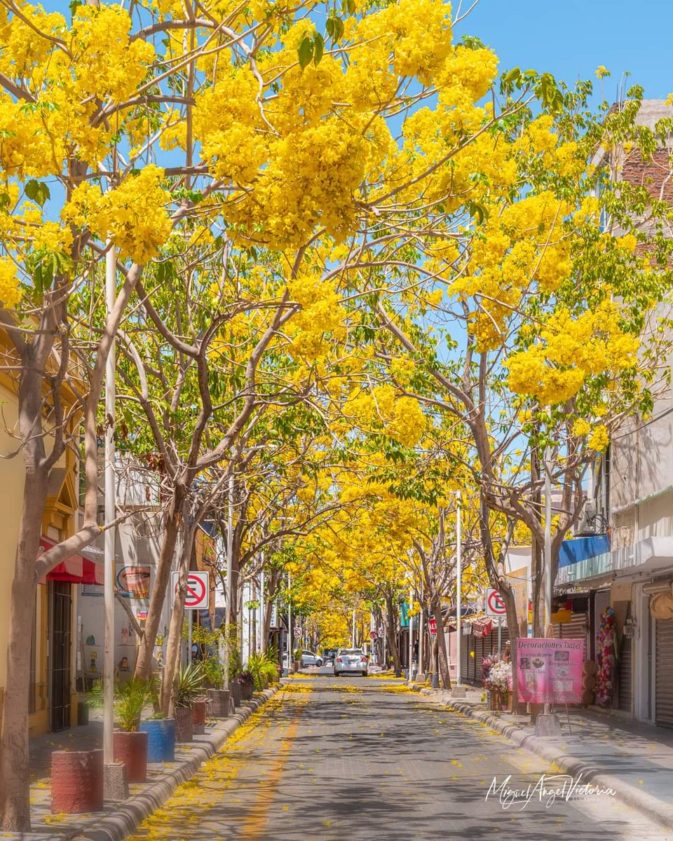jfosuna's tweet photo. Centro de Culiacán. 😍 https://t.co/g0pnylEGGo