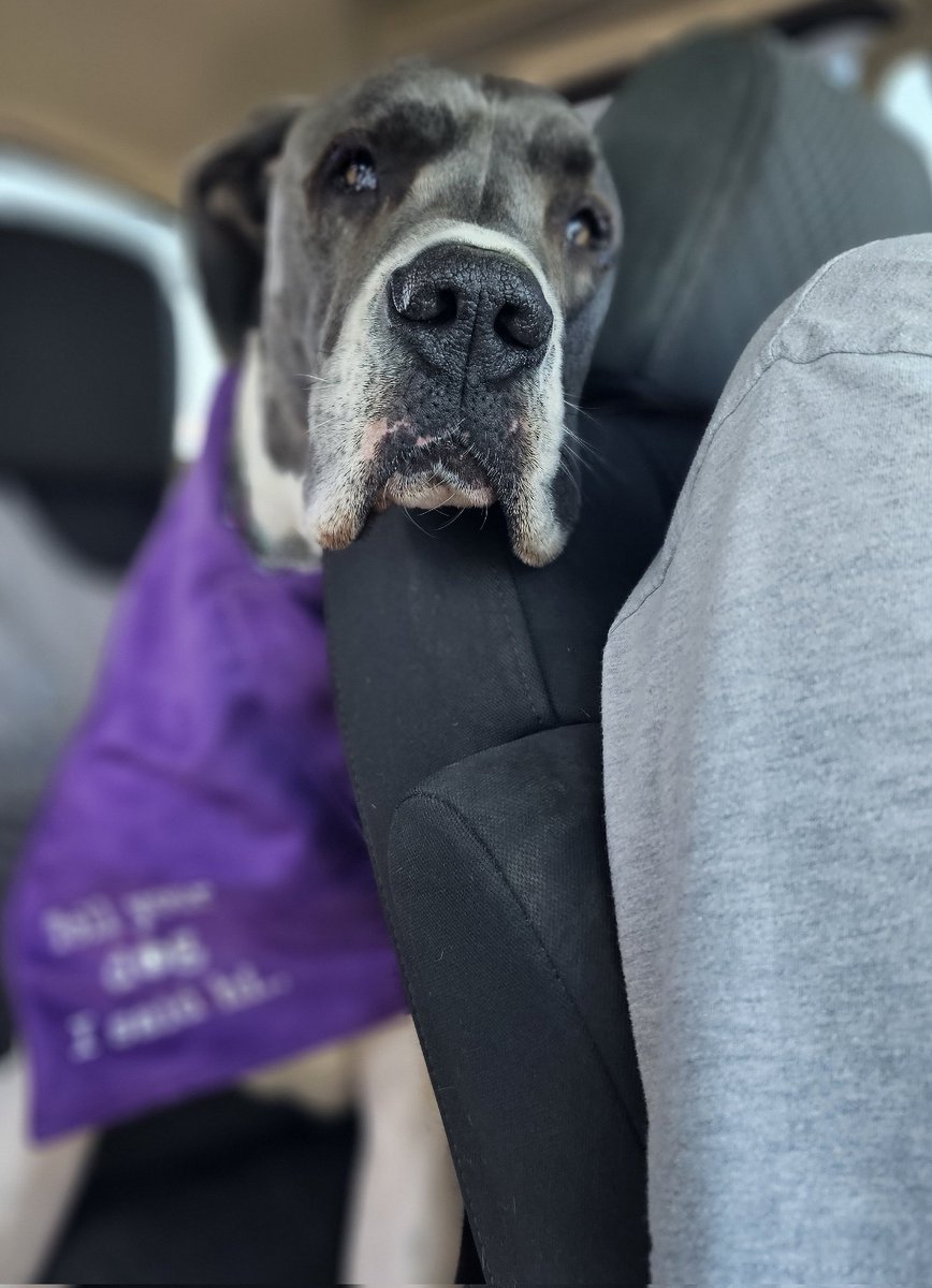 The satisfied look on your face when you're basically the third child in the family & your parents only pick dog friendly restaurants for date night so you can ride along..
#dogsoftwitter
#dogsoftwittter #spoileddogs #spoiledmuch #dogs #greatdanelife #greatdane #dogoftheday #dogs