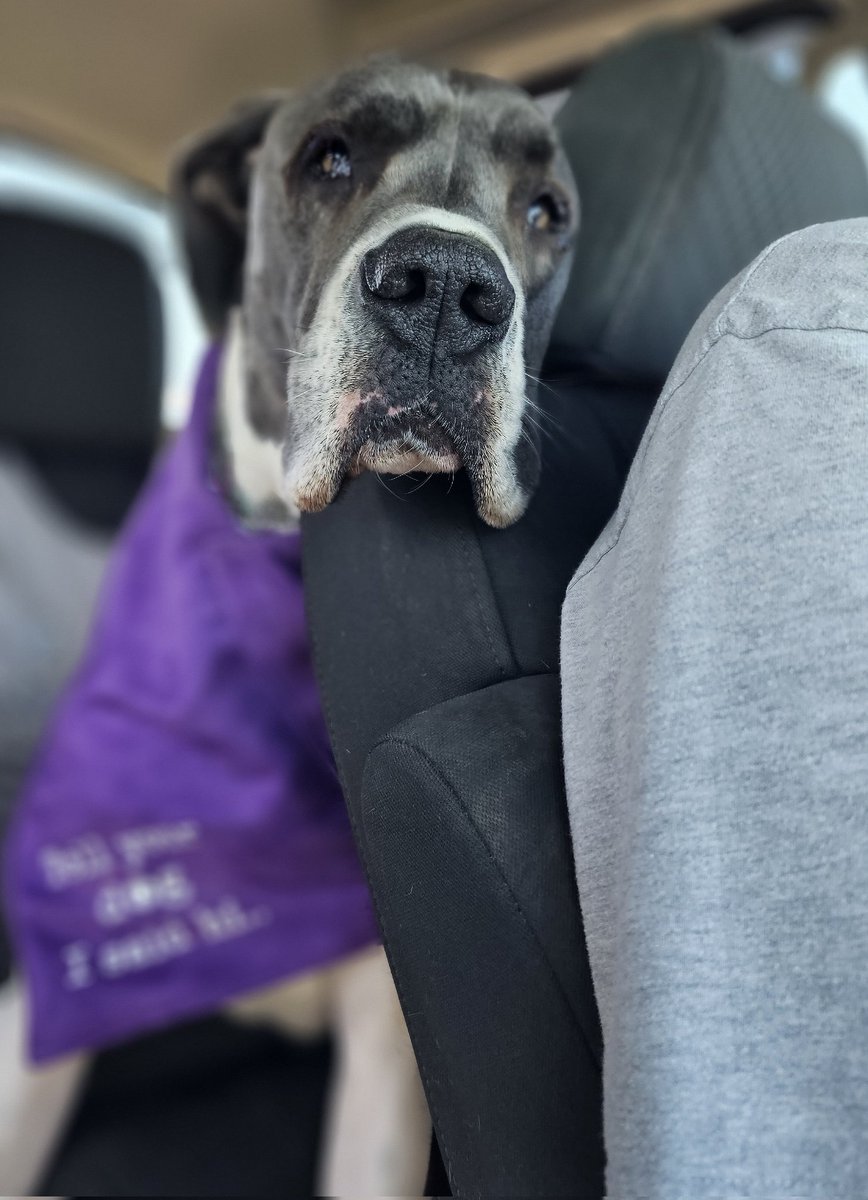 Skye_and_Fudge's tweet photo. The satisfied look on your face when you're basically the third child in the family & your parents only pick dog friendly restaurants for date night so you can ride along..
#dogsoftwitter
#dogsoftwittter #spoileddogs #spoiledmuch #dogs #greatdanelife #greatdane #dogoftheday #dogs https://t.co/RG9rUfGEd3