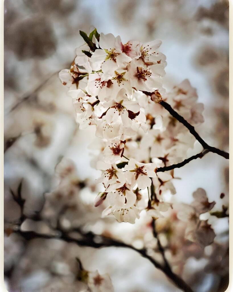 Day 25: Playing with @hipstamatic filters, my favorite photo app! Slide to see different options. Original photo is the last one. Which is your favorite? #hipstamatic #dailydocumenting  #travelersnotebook #junkjournal #memorykeepingplanner #makealist #ep… instagr.am/p/CqMbXdpuJLg/