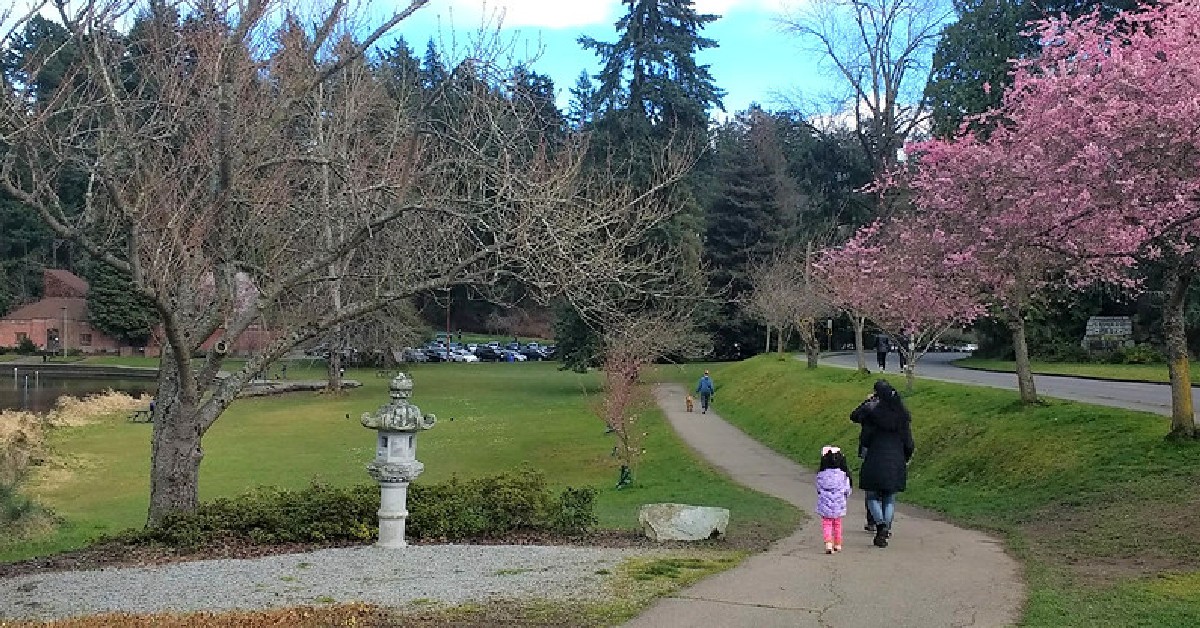 SeattleParks's tweet photo. Daffodils and tree blossoms are suddenly emerging everywhere! Tulips, plums, cherries and other spring flowers are getting ready to create their annual spectacle. Here's a partial list of nearby spots to see spring blooms:

https://t.co/bqKlx8L9WF  

#SeattleShinesInSpring https://t.co/q6pYxJWtj0