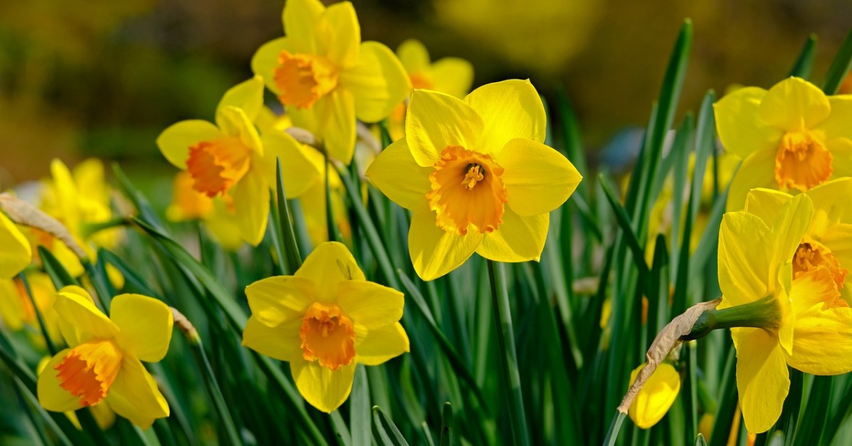 SeattleParks's tweet photo. Daffodils and tree blossoms are suddenly emerging everywhere! Tulips, plums, cherries and other spring flowers are getting ready to create their annual spectacle. Here's a partial list of nearby spots to see spring blooms:

https://t.co/bqKlx8L9WF  

#SeattleShinesInSpring https://t.co/q6pYxJWtj0