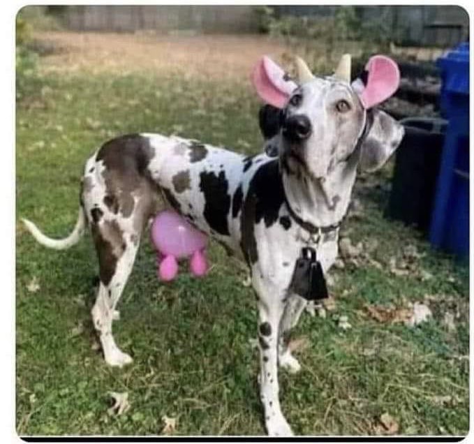 Don Payo tweet media