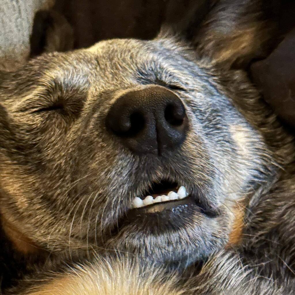 ryanlferguson's tweet photo. Letting sleeping dogs… something something. https://t.co/L3587maPt4 https://t.co/NC7i1FL63Y
