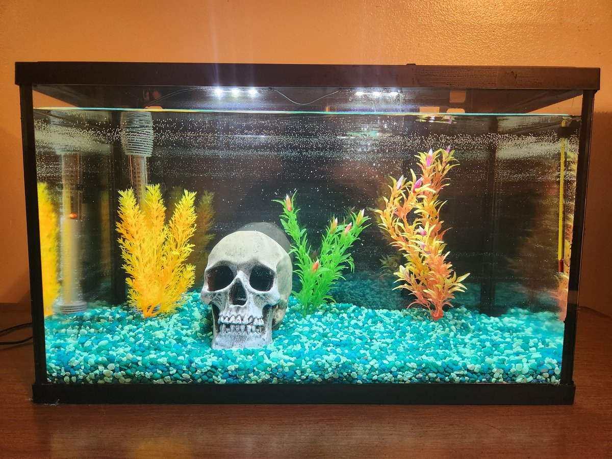 Phase 1 completed. Waiting for the new tank cycle. Then kiddies! 
#aquarium #fish #fishtank #aquariumhobby   #freshwateraquarium  #aquariumfish #aquariums #aquariumlife   #freshwater #cichlids #fishkeeping #natureaquarium #coral #cichlid #bettafish  #betta #freshwatertank
