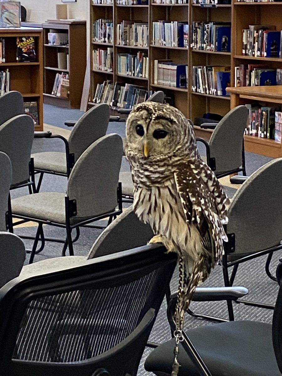 Luckylibrarian5's tweet photo. Author w/his owls in our library today! @peru_csd Mark Manske captivated our 6th graders with his feathery friends &amp; stories. #adirondackraptors https://t.co/0dgAd52NXh