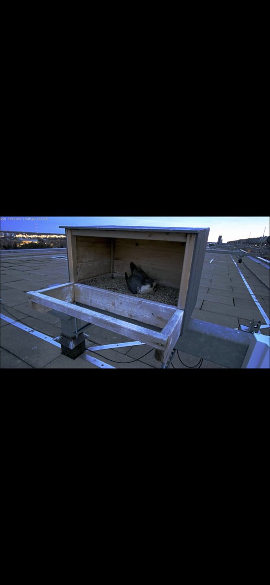 MSUFWClub's tweet photo. Freya has laid her first egg!!! Make sure to watch the livestream to see instant updates on our favorite Spartan stadium residents! https://t.co/fJEaOpaUpA