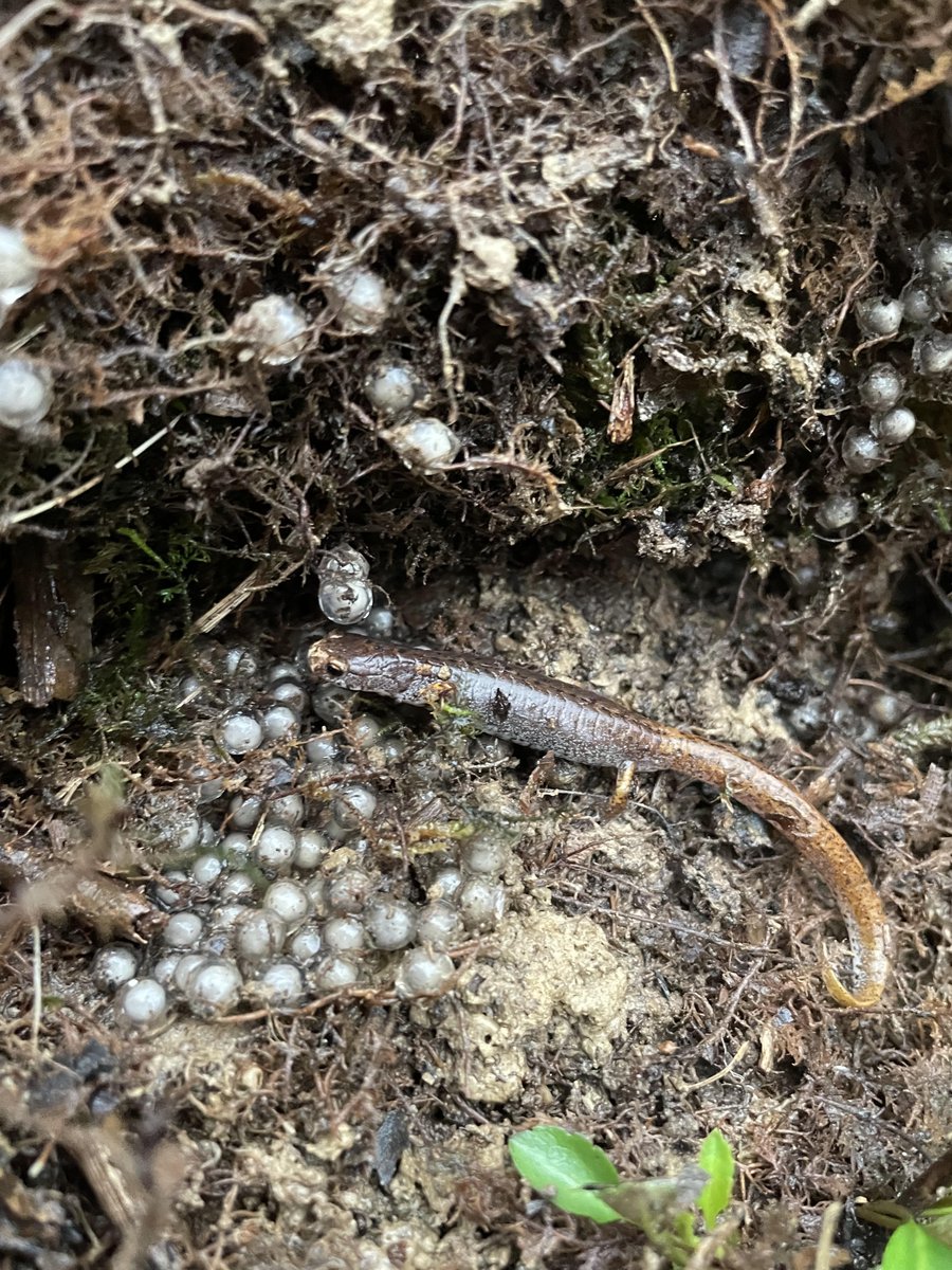 cy_mott's tweet photo. It's nesting season for four-toed salamanders!! Females care for their own eggs deposited among sphagnum moss around wetlands, and sometimes a female will guard eggs of another smaller female. Hatchlings have extremely larval periods, leaving the water after 20 – 40 days! https://t.co/umDFKK2acs