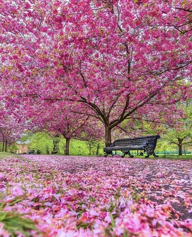 🌸
Good morning, Happy Saturday. 

#nature #photography
