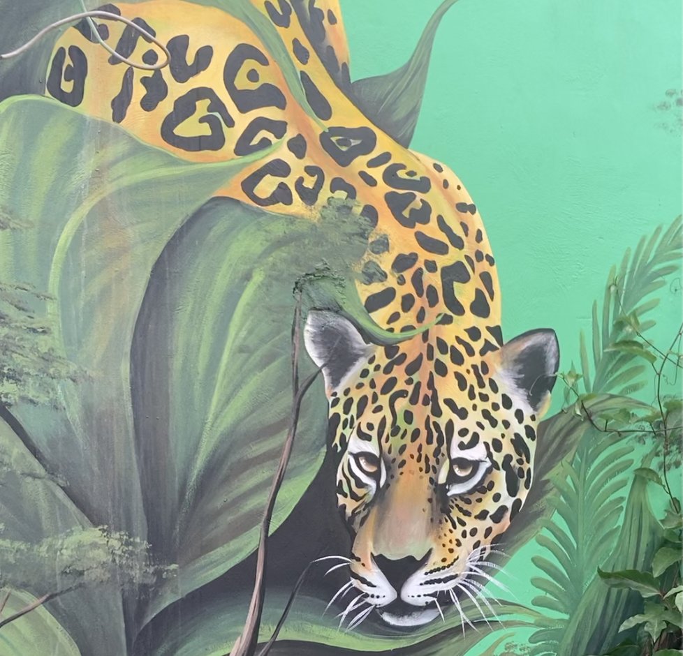 HouseofPanther's tweet photo. Jaguars are solitary animals that prefer to hunt and live alone. But in the House of Panther NFT collection, you can join a community of like-minded individuals who care about jaguar and wildlife preservation. #orgfas #HouseOfPanther #ProtectingJaguars #ProtectingwildlifeinMexico https://t.co/P4ORyjq4S5