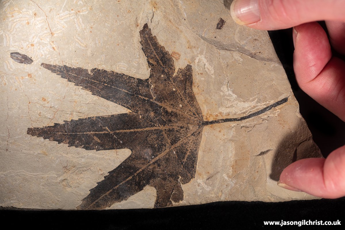 jgilchrist13's tweet image. Inspired by thoughts of newly-described Arctic fossil primate species Ignacius, &amp;amp; habitat it lived in, I went in 👀 of Eocene trees @NatSciNMS...
#fossil #leaf #FossilTree #FossilLeaf #FossilPlant #Eocene #FossilFriday #paleontology #palaeontology
👀: 
theconversation.com/primates-colon…