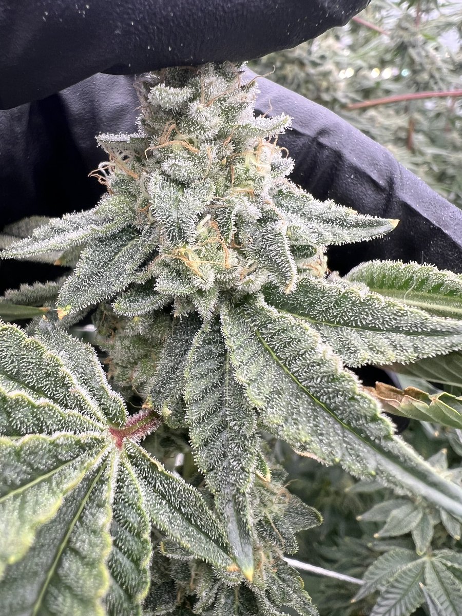 #RainbowZlushiez 🌈 this cross has the most unique strawberry zkittlez candy and cream profile. Frosty AF and plenty of z to get you going this one is worth the hunt ! #CatchAWave