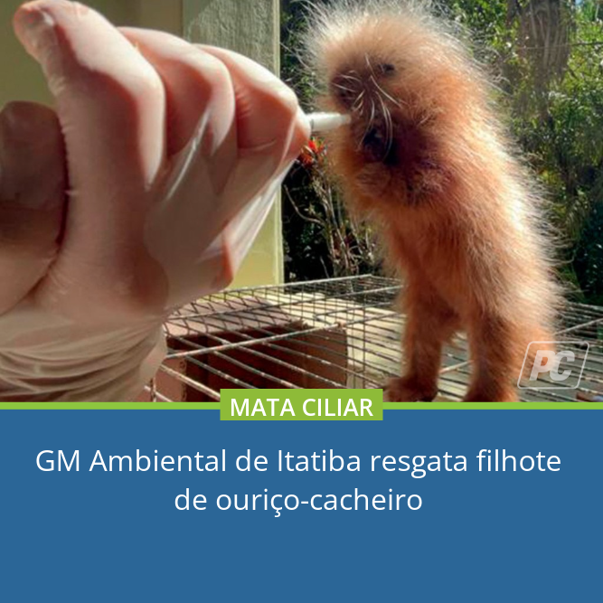 pdcItatiba's tweet photo. GM AMBIENTAL: O filhote que foi resgatado em Itatiba, foi batizado de Miguelito e agora segue com os cuidados necessários na maternidade da Mata Ciliar.
Leia mais em: https://t.co/pKF7yci8qn
#itatiba #itatiba_sp #itatibacity #itatibasp https://t.co/ncemRV3kAb
