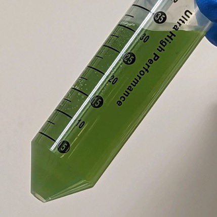 Jsperling91's tweet image. Neptunium Funtime with the @TEAS_Actinides group. This is how much Np precipitated after about 5 minutes. Excited to see what Monday brings. Photo cred: @RotermundBrian #fblockrocks