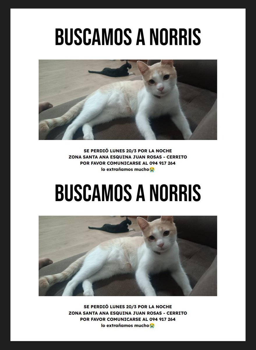 gatosdeluruguay's tweet photo. Buscamos a Norris https://t.co/eSI5tjEKpl