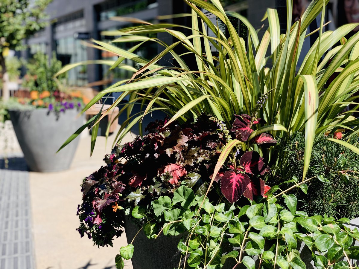 Botanical Designs tweet media