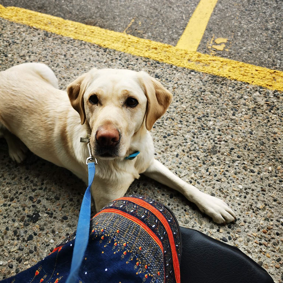 PADSdogs's tweet photo. Congratulations to one of our new Service Dog Teams - Julia and PADS Derby! Julia shares that Derby has brought so much sunshine to my life, she is truly an angel with her sweet and gentle spirit. #LifeInTheBlueVest #PADSDogs https://t.co/Ajno1vvYnP