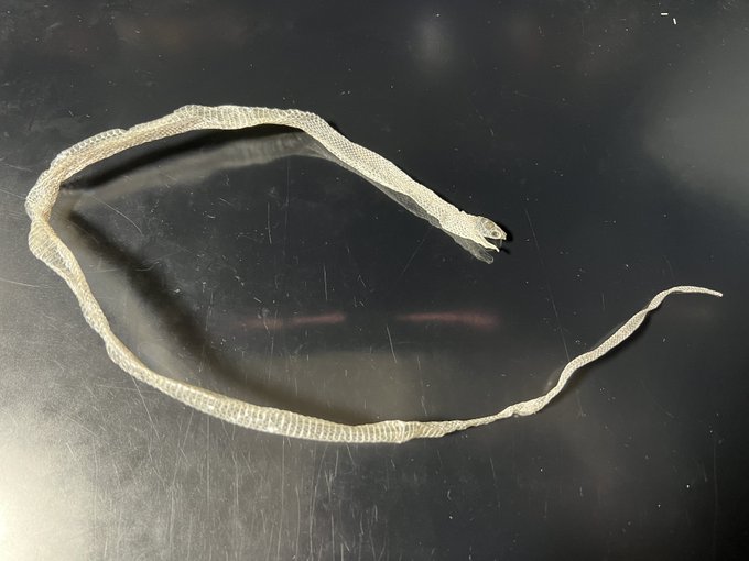 うおおお…これがコーンスネークの抜け殻…!財布に入れとくか… 