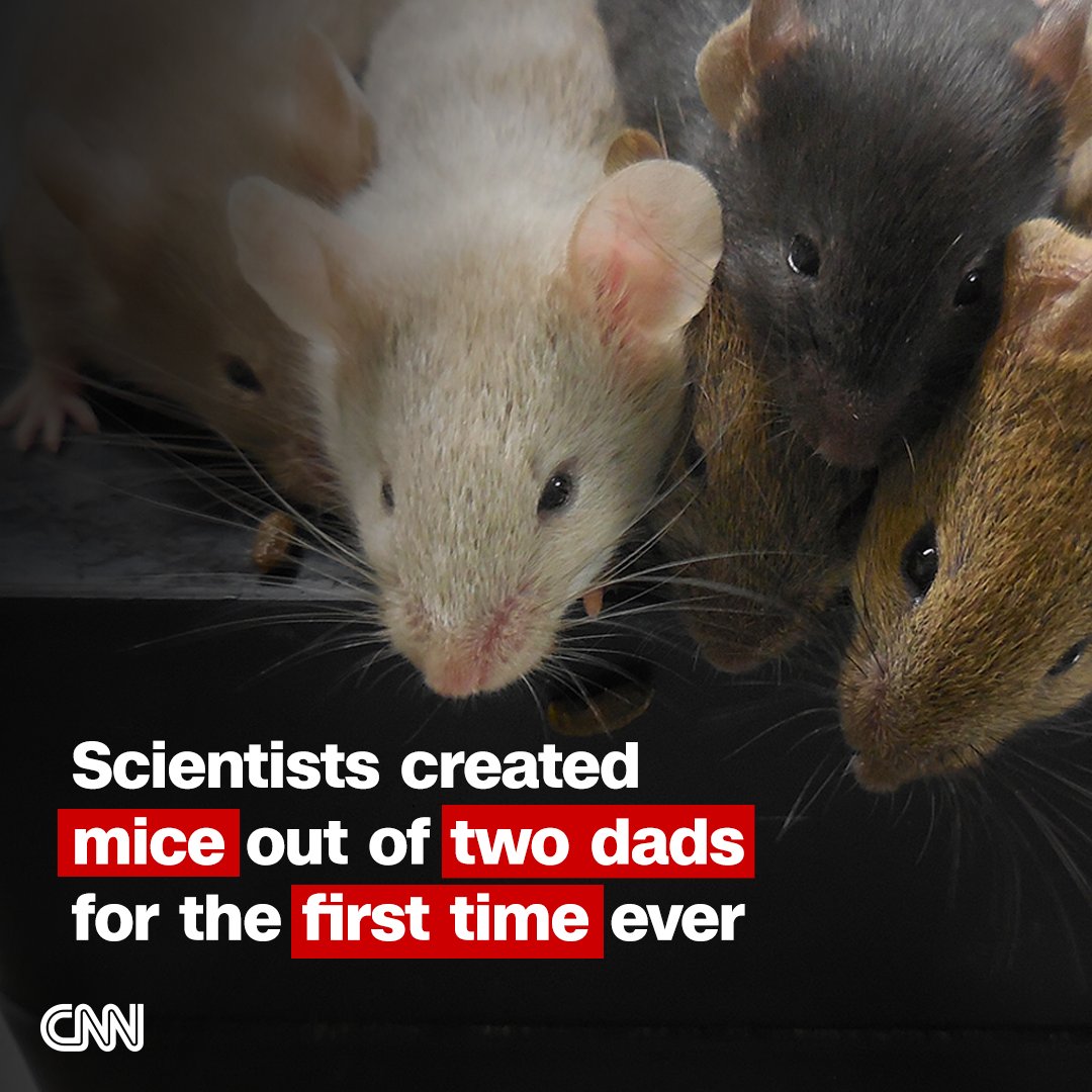 Scientists have created mice with two biologically male parents for the first time — a significant milestone in reproductive biology. cnn.it/42wes7k