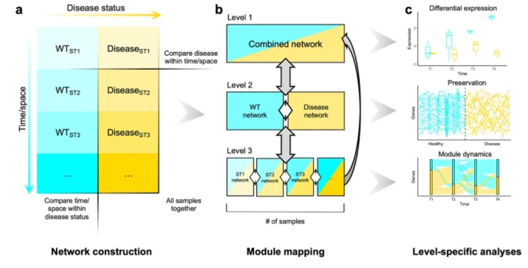 Read from @fogellab  "multiWGCNA: an R package for deep mining gene co-expression networks in multi-trait expression data" #BMCBioInformatics  for study of disease-associated gene networks across time or space bmcbioinformatics.biomedcentral.com/articles/10.11… <a href="/TommasiniDario/">Dario Tommasini</a> <a href="/UCLANeurology/">UCLA Neurology</a> <a href="/UCLAHealthNews/">UCLA Health News</a>