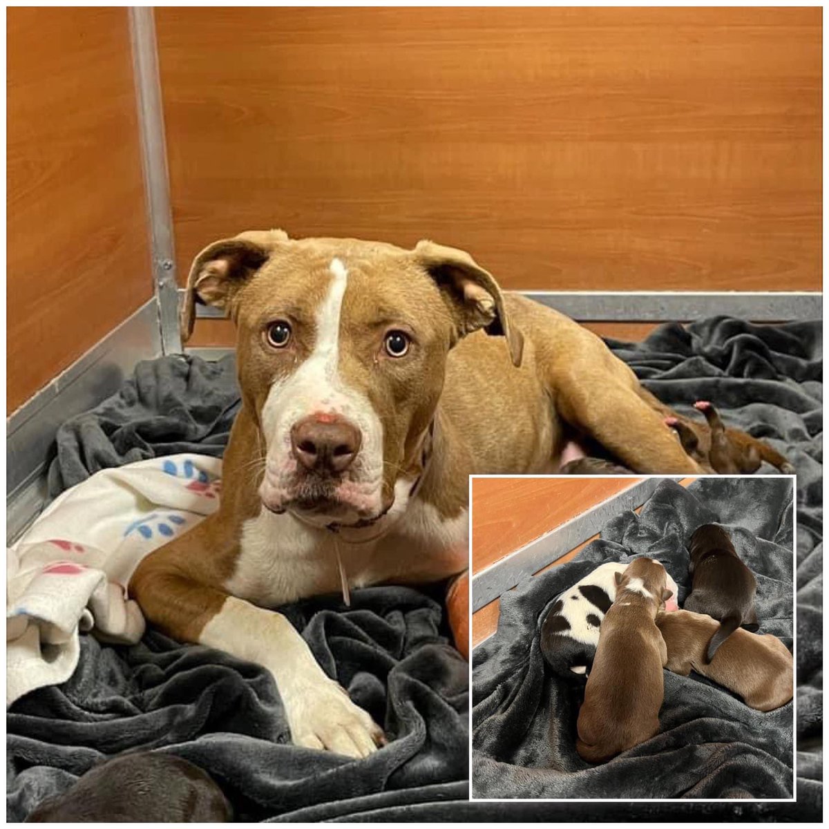 nasrene41's tweet image. #COCO #A2447957, injured mom, 4 newborns, at risk of being killed!CONFISCATED &amp;amp; will now DIE if no help!
Was CONFISCATED from evil human,gave birth to puppies at shelter. This family may never leave #MDAS alive. 
m.facebook.com/story.php?stor…