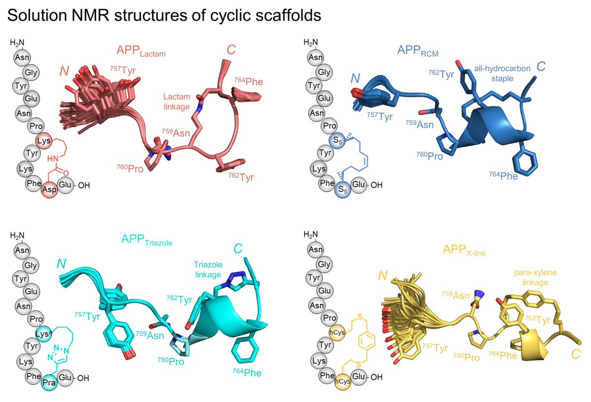 ChristianBeBa's tweet photo. Solution #NMR structures of the best #hits were generated, exhibiting varying degrees of structural #constrain. All-hydrocarbon stapling through Ring-closing metathesis (#RCM) appeared most helical and most structured (blue)โฆ (6/x) https://t.co/37iMpQodlv