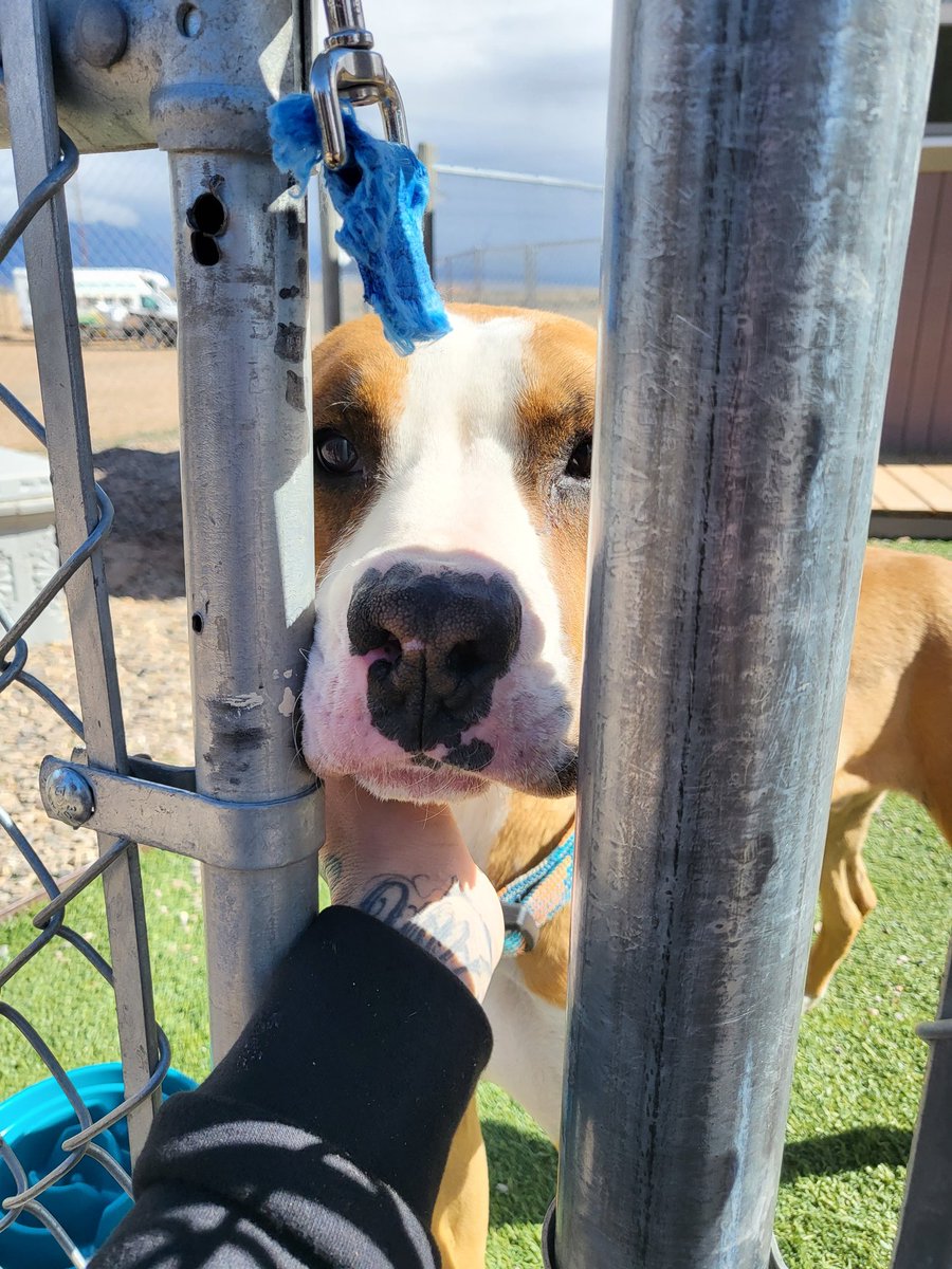 The Menaul CEC raised over $6300 in direct donations  for New Mexico's largest no kill animal shelter and today we had the pleasure of touring and dropping off 3 vehicles full supplies. @team505menaul #communityinvestment #phenomenaul505  @JKalena123 @rulesshmules