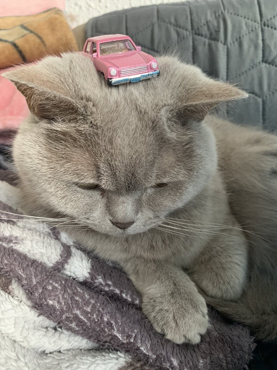 ShowYourCat's tweet photo. HOTWHEELS https://t.co/4I258I0MZd